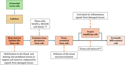 The Phoenix of stem cells: pluripotent cells in adult tissues and peripheral blood